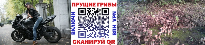 Галлюциногенные грибы Psilocybine cubensis  Дигора 